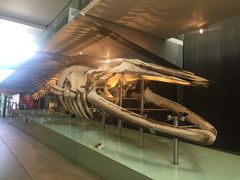 -墨尔本博物馆(Melbourne Museum)