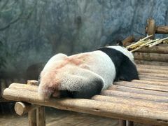 -深圳野生动物园