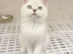 -lincat·猫舍(广州店)