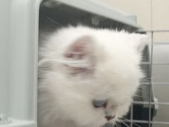-安安宠医宠物医院·异宠·犬猫内科(岳阳分院)