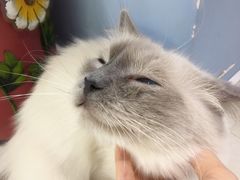 -喵的天空名猫咖啡馆·撸猫·猫舍·用品