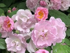 -白鹭湾湿地公园