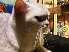 -more than meow吴止猫主题餐厅(承德 中船汇店)