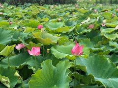-荷塘月色湿地公园·向阳花洲