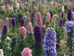 -松山湖梦幻百花洲