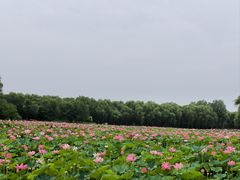 -东郊湿地公园
