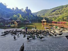 -西双版纳原始森林公园