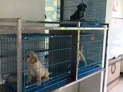 -翊宠yipet猫狗购宠庄园犬舍•猫舍
