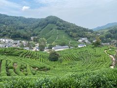 -十八棵（老龙井）御茶园(老龙井店)
