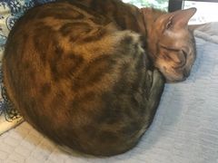 -李小姐の猫咖啡馆(五角场店)