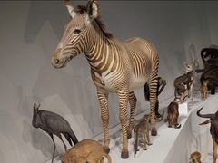 -墨尔本博物馆(Melbourne Museum)