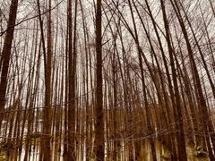 -桤木河湿地公园