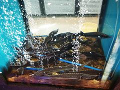 -鲜味食族水产·海鲜餐厅