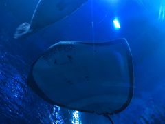 -芜湖新华联大白鲸海洋公园