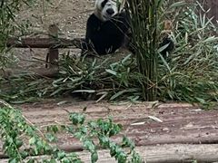 -成都大熊猫繁育研究基地