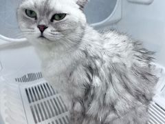 -翊宠yipet猫狗购宠庄园犬舍•猫舍