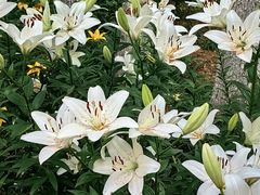 -石家庄市植物园