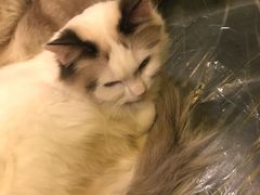 -猫色咖啡·猫咖