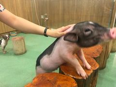 -藦茜花园宠物主题亲子互动体验馆(国顺东路店)