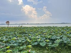 -七的湖·晚芳亭·阳澄湖农家菜·大闸蟹(莲花岛店)