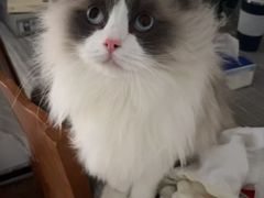-爱洗澡的猫(望京店)