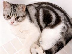 -lincat·猫舍(广州店)