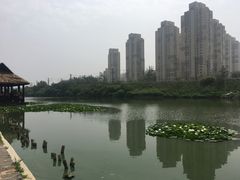-前关湿地公园