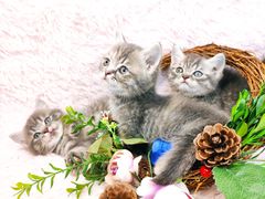 -十年猫舍·猫咪专门店(普陀店)