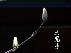 -大觉寺-停车场