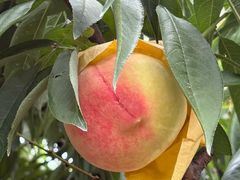 -老袁家蜜桃农场·阳山水蜜桃