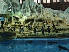 -帝企鹅自助餐厅•儿童岛•真企鹅(长隆企鹅酒店)