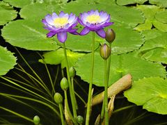 -国家植物园南园