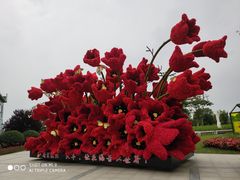 -荷兰花海