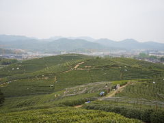 -龙坞茶村