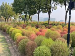 -春花秋色城市公园