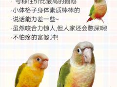 -爱侣宠医·鹦鹉专科·小型哺乳类·异宠专科(灵石路店)