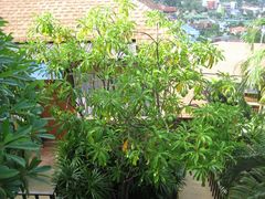 -卡伦普纳卡度假村