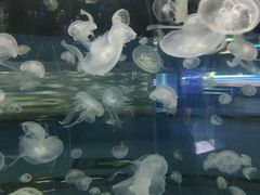 -重庆欢乐海底世界