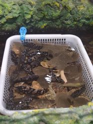 -钓虾工场·钓虾·赶海(回龙观店)