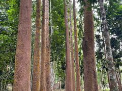 -中国科学院西双版纳热带植物园