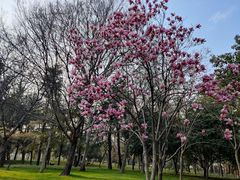 -高子水居