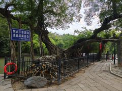 -小洲村