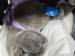 -纳吉亚猫专科动物医院·北北分院