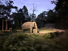 -夜间野生动物园