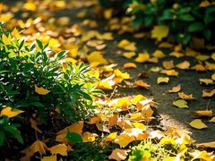 -长白岛森林公园