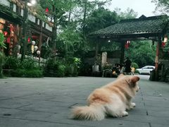 -青城甲(青城山店)