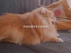 -彩虹桥宠物火化殡葬善终服务(金乐大厦店)