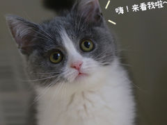 -lincat·猫舍(广州店)