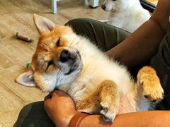 -南京Hallo宠物乐园·哈罗犬舍·柴犬繁育基地
