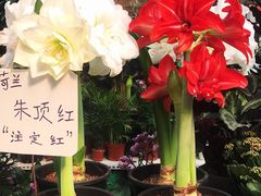 -秦美花卉(天朗·莱茵小城2期店)